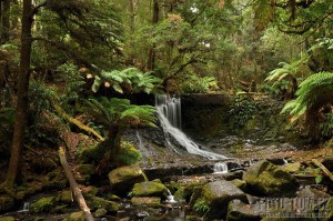 Tasmánie - prales s potokem
