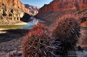 Kaktus a Grand Canyon