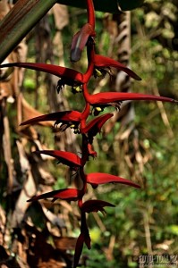 Guatemalské rostlinky