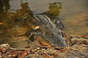 Krokodýl ve vodě