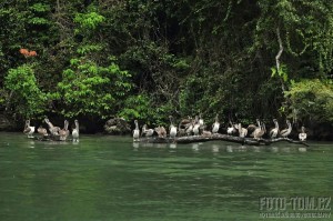 Pelikáni na stromě, Guatemala, Rio Dulce