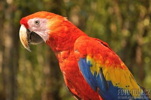 Papoušek Ara Macao - Scarlet, Copan Maya ruinas, Honduras