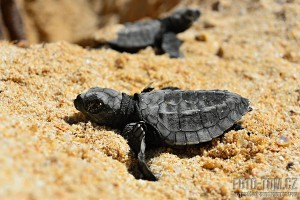 Líhnutí mláďat želvy - Sri Lanka