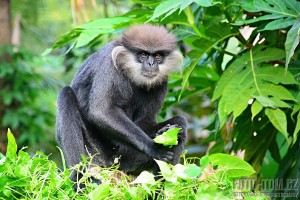 Opice na Srí Lance